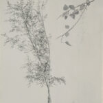 Ralph Kull, Birkenstudie, 1979